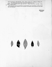 Phacidium lauri image